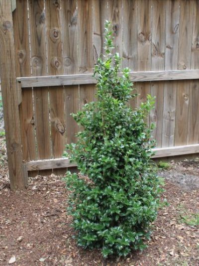 Acadiana Holly